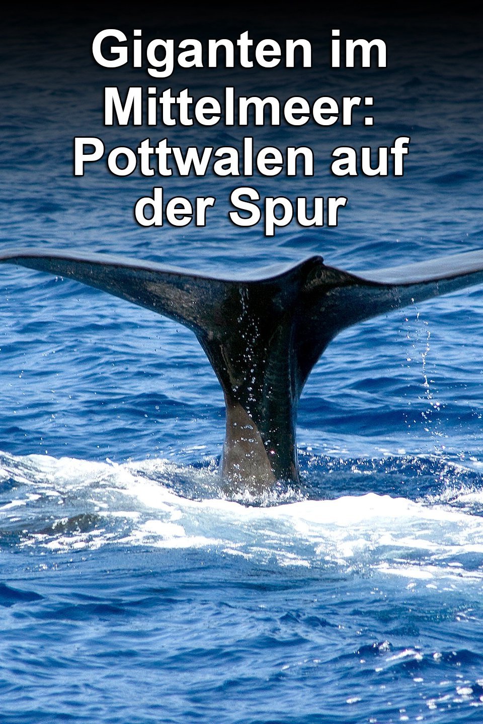 Giganten im Mittelmeer: Pottwalen auf der Spur