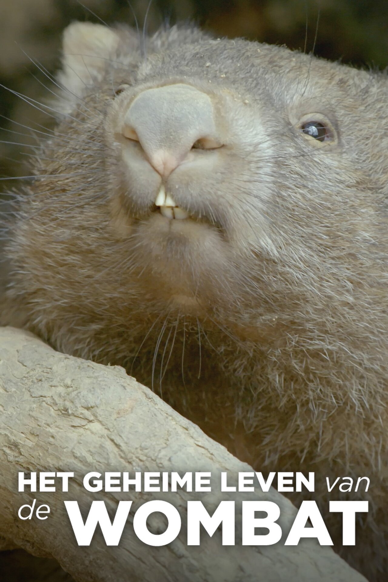Het geheime leven van de Wombat