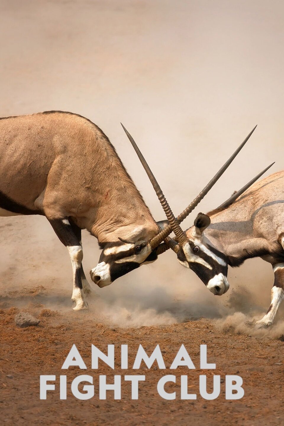 Animal Fight Club