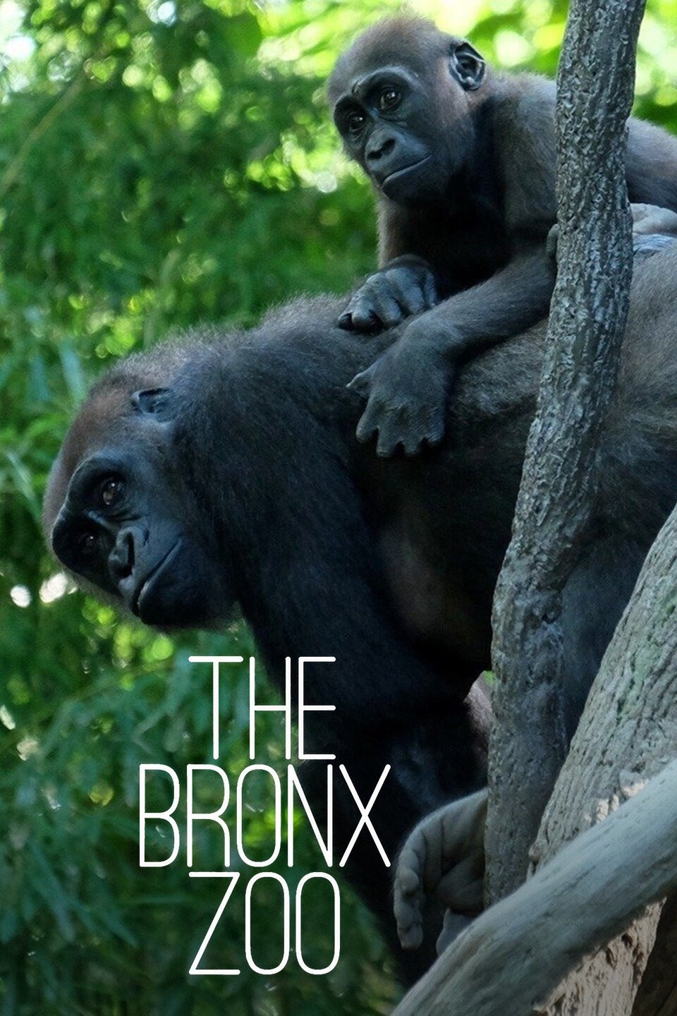 The Bronx Zoo