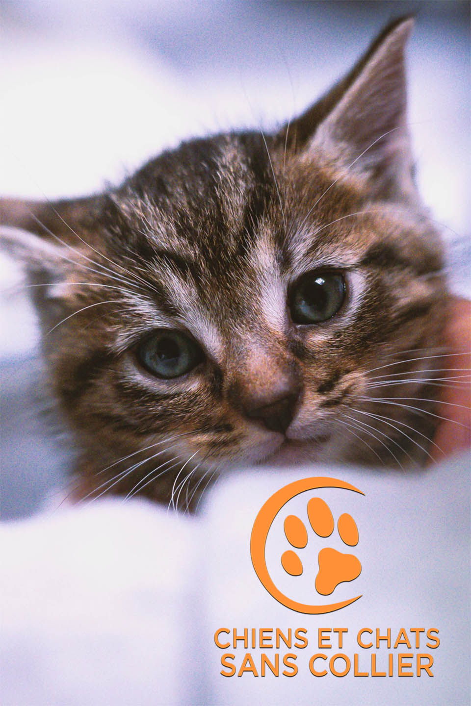 Chiens et chats sans collier