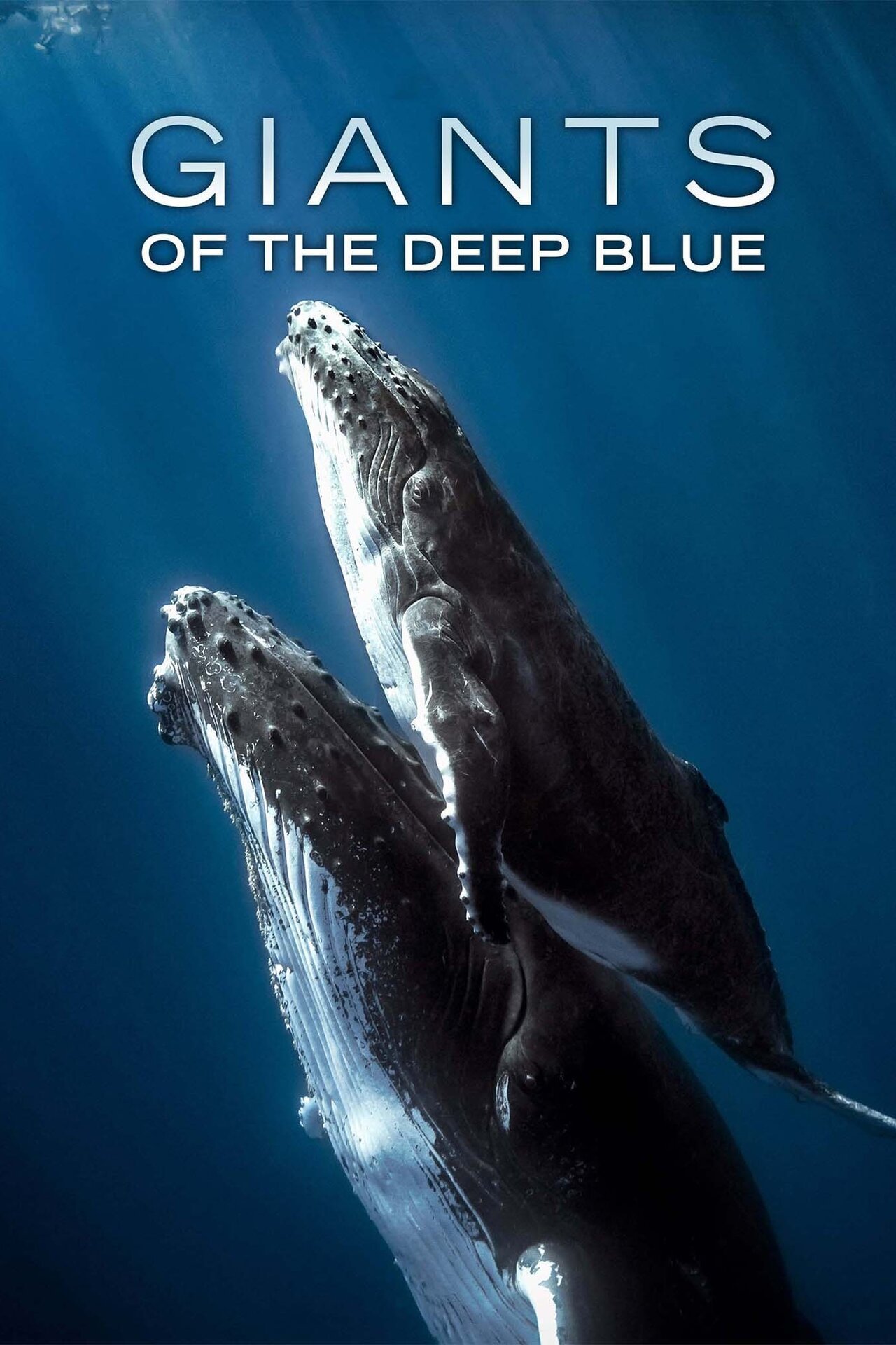 Giants of the Deep Blue