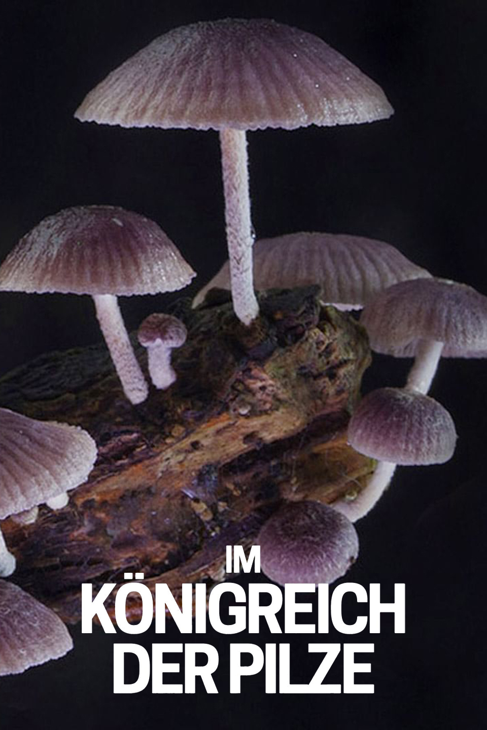 Im Königreich der Pilze