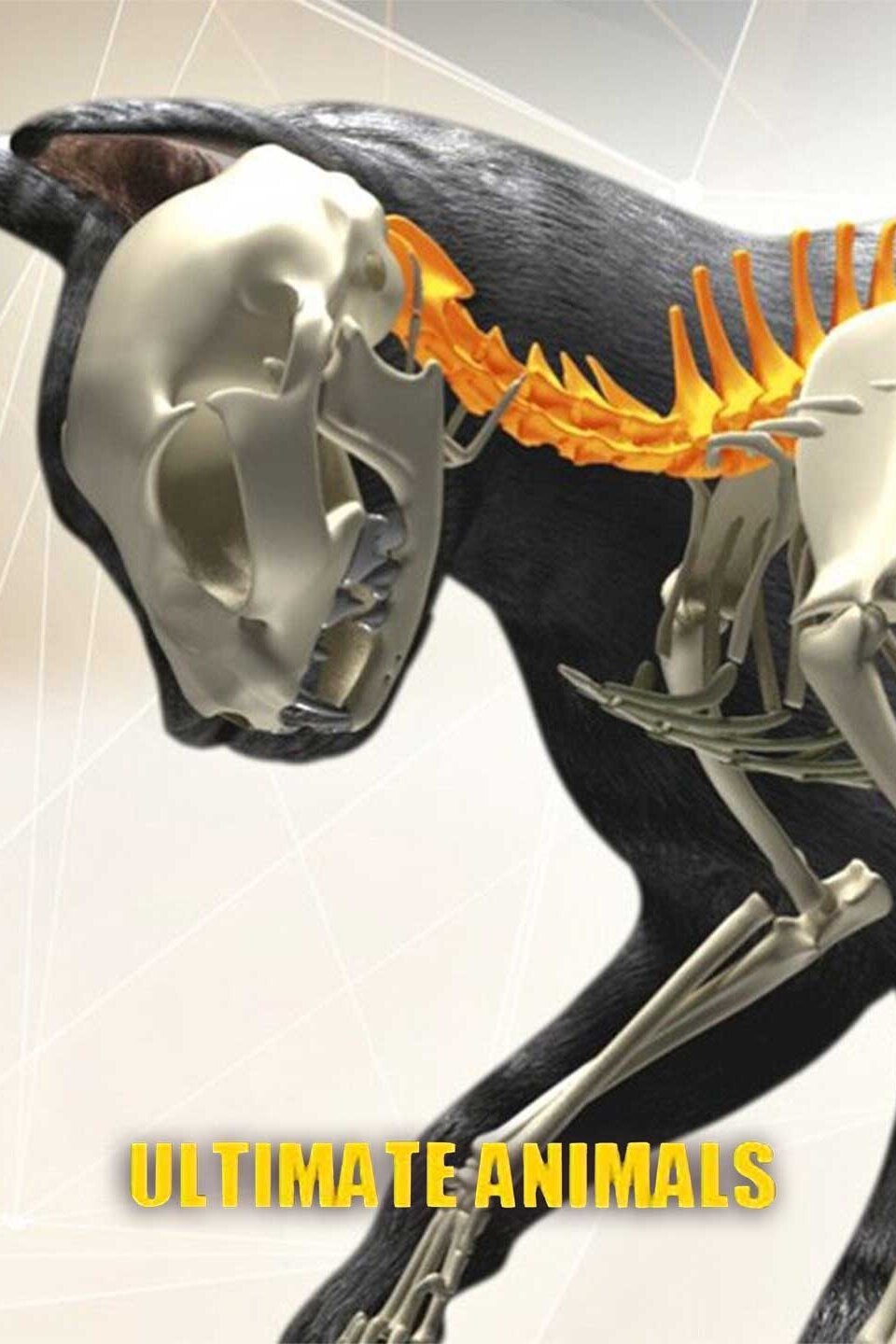 Ultimate Animals