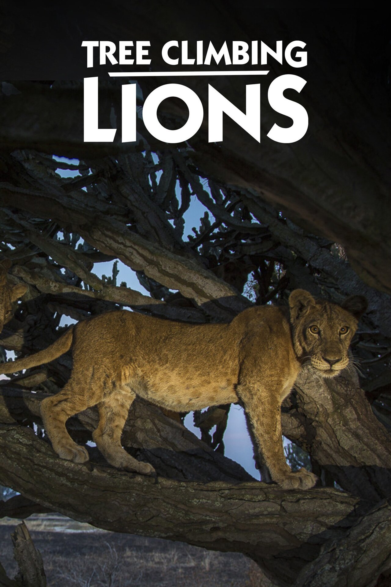 Tree Climbing Lions