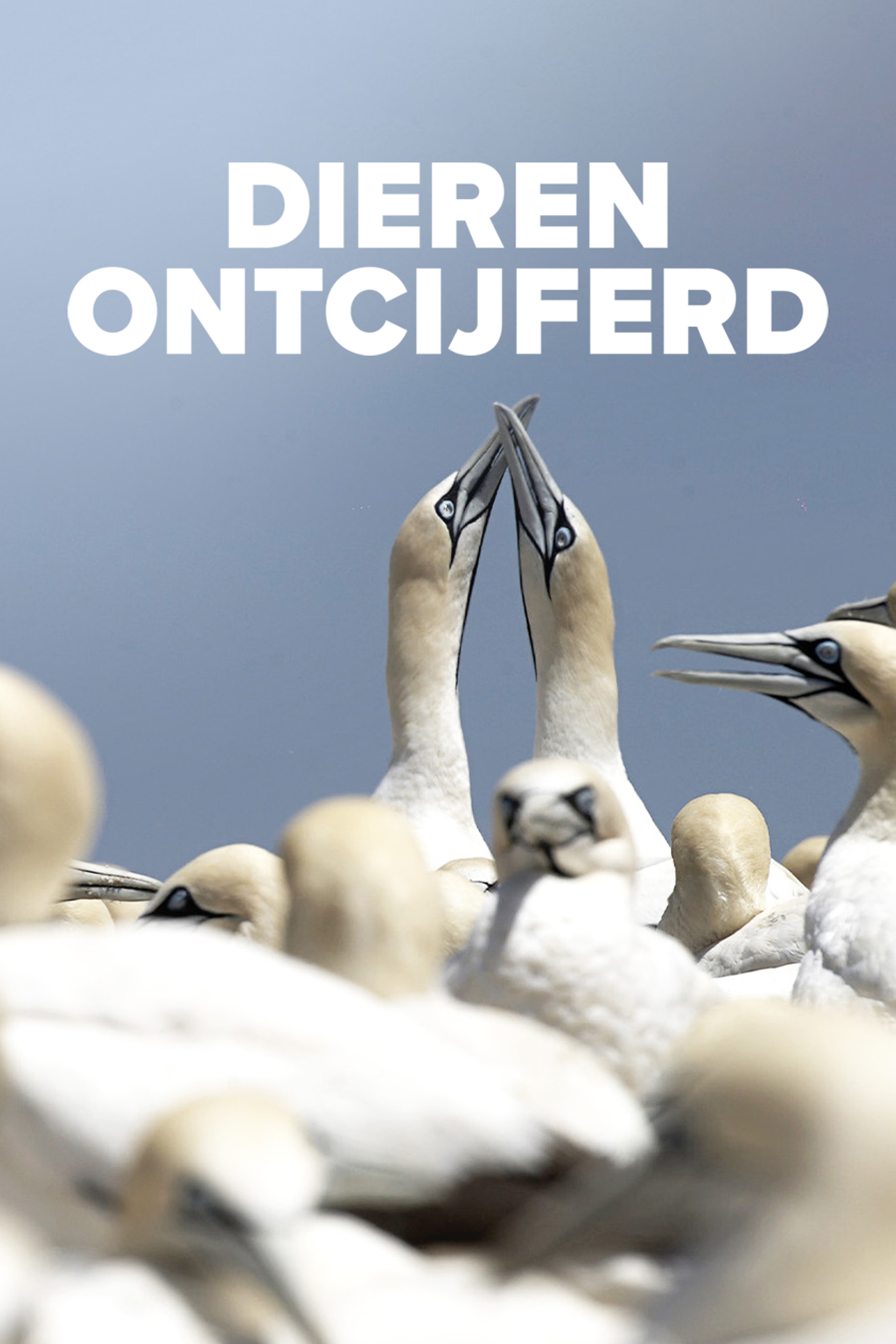 Dieren ontcijferd
