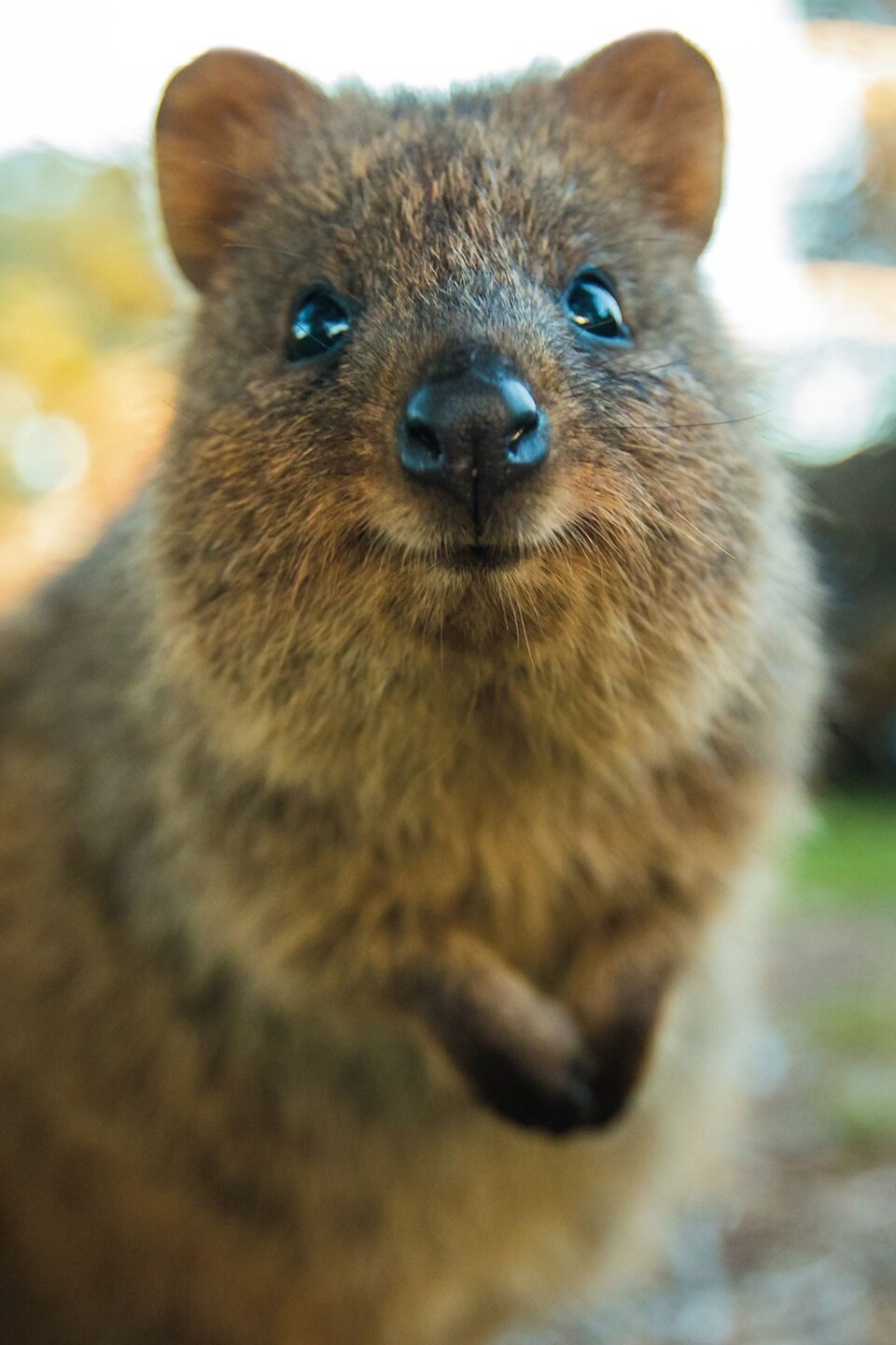 Rottnest island: Il regno dei Quokka