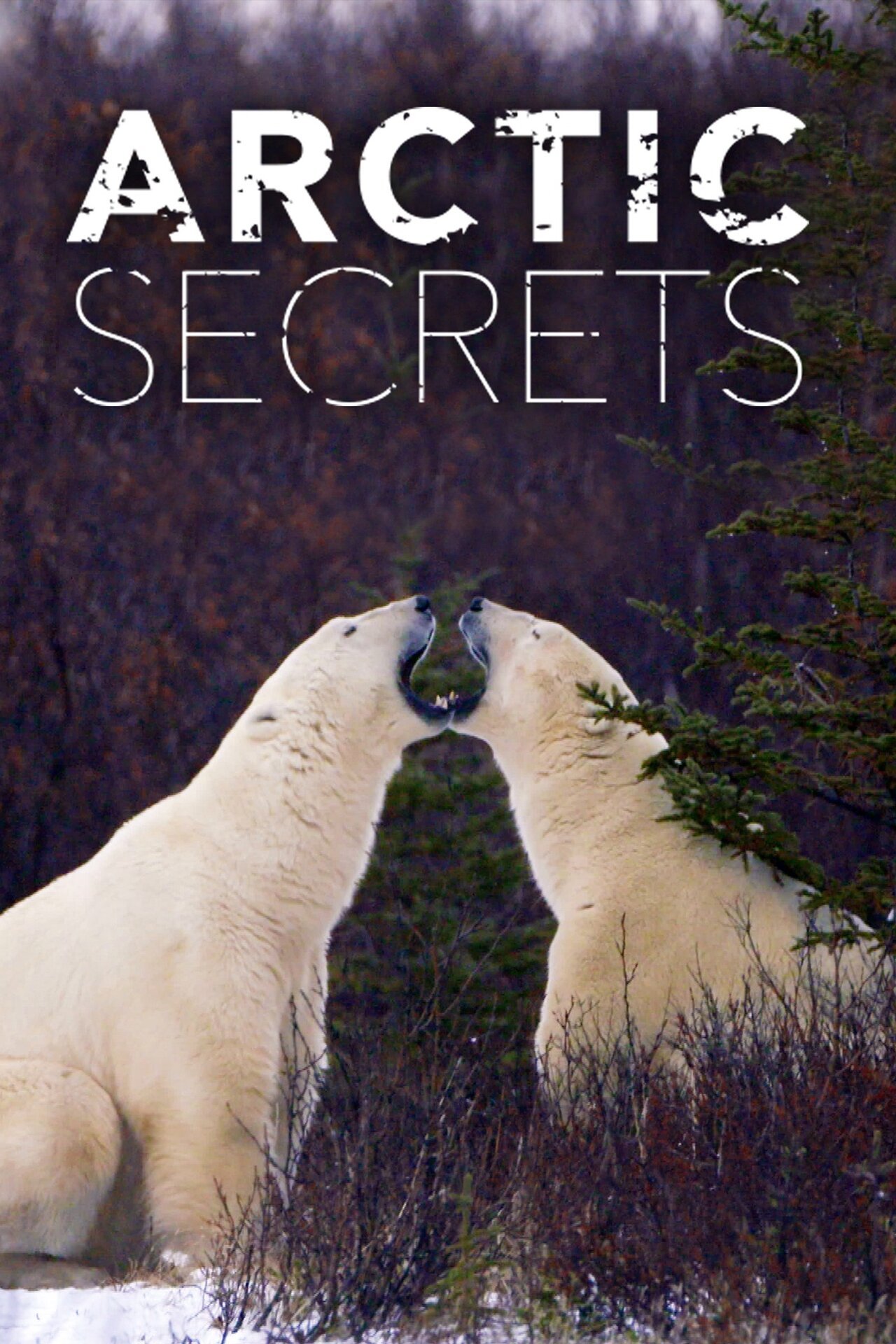 Arctic Secrets