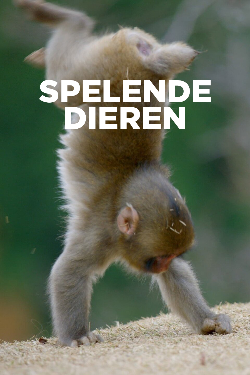 Spelende dieren