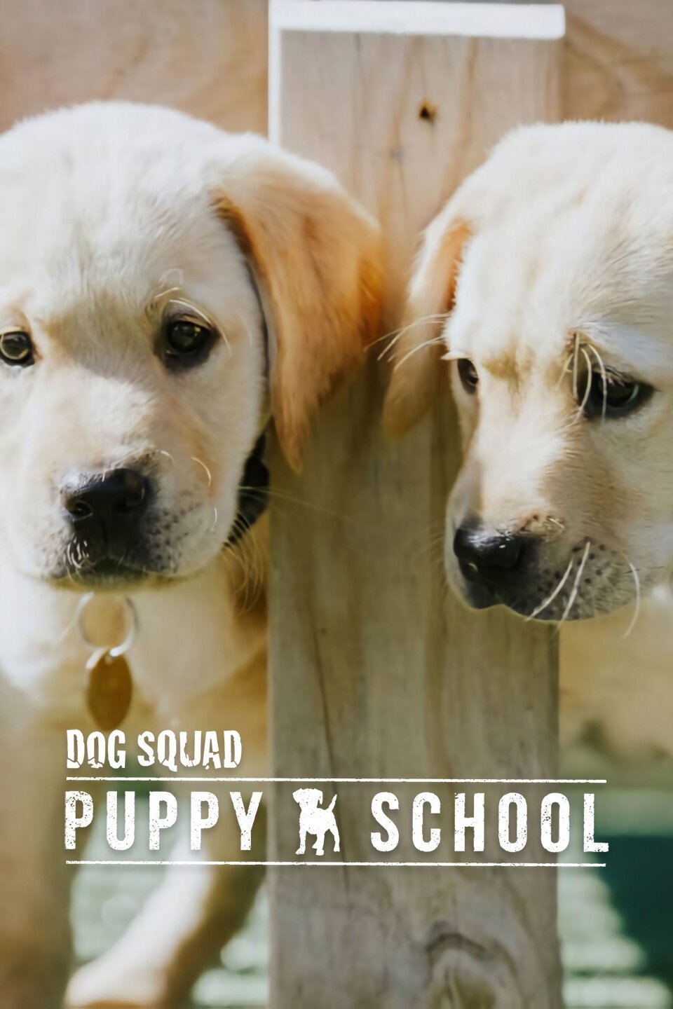 Dog Squad Puppy School