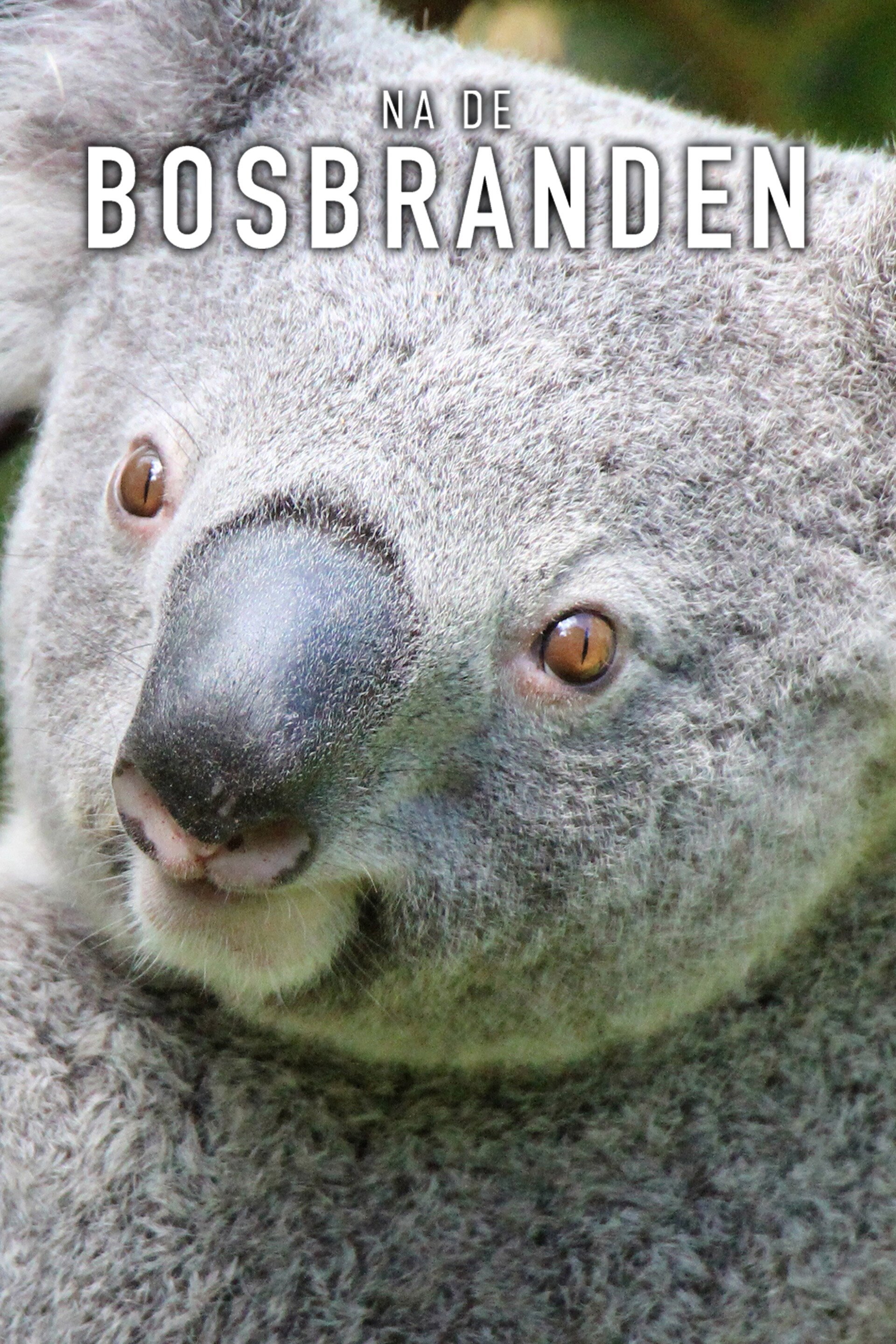 Na de bosbranden