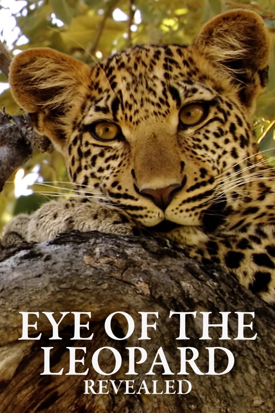 Eye of the Leopard: Revealed