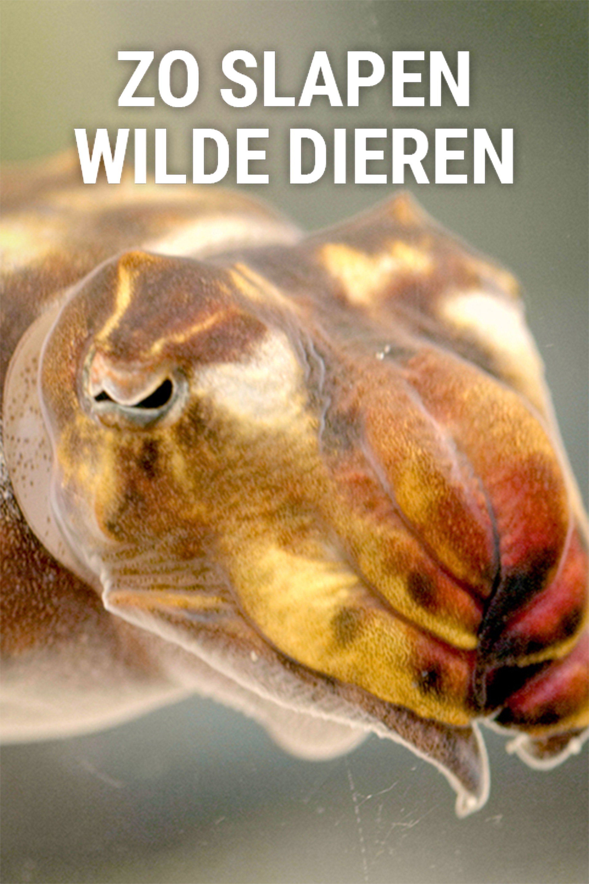 Zo slapen wilde dieren