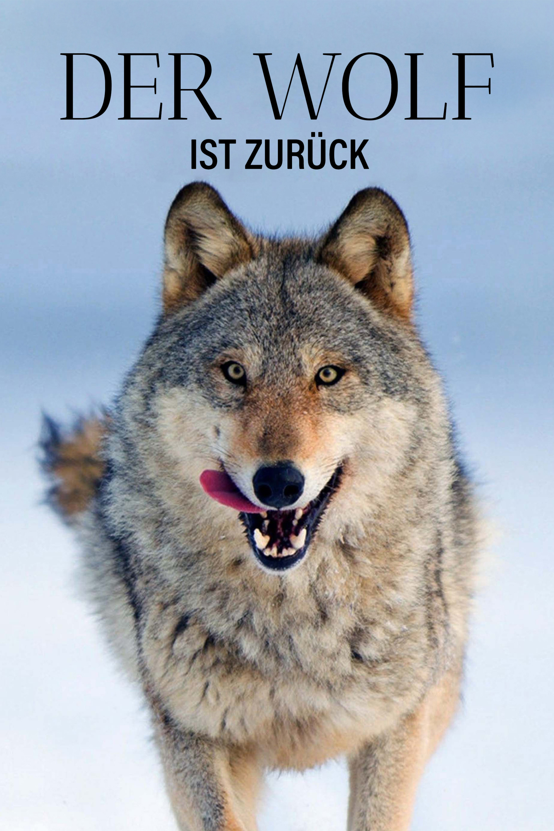 Wilder Grenzgänger - Der Wolf ist zurück