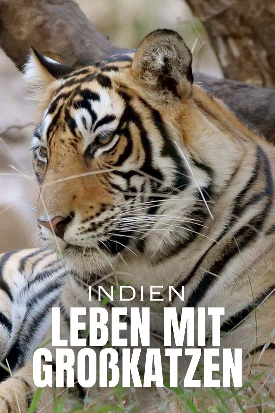 Indien - Leben mit Großkatzen