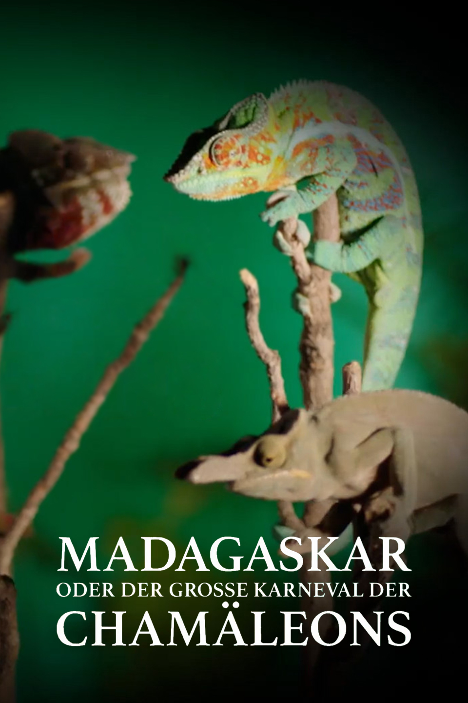Madagaskar oder der große Karneval der Chamäleons