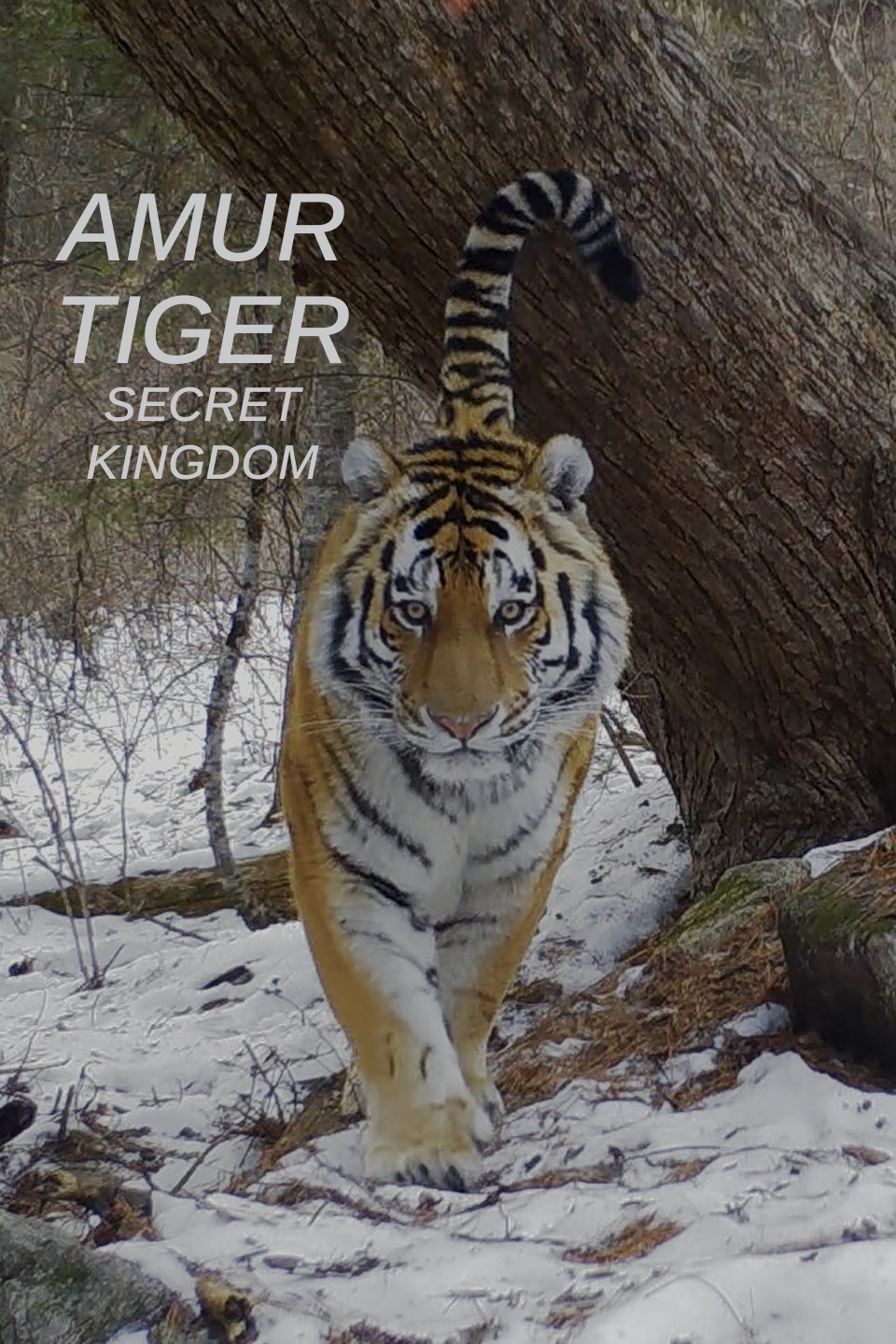 Amur Tiger: Secret Kingdom