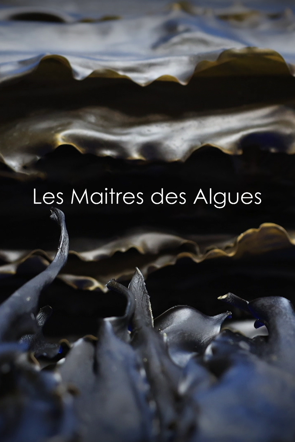 Les maîtres des algues