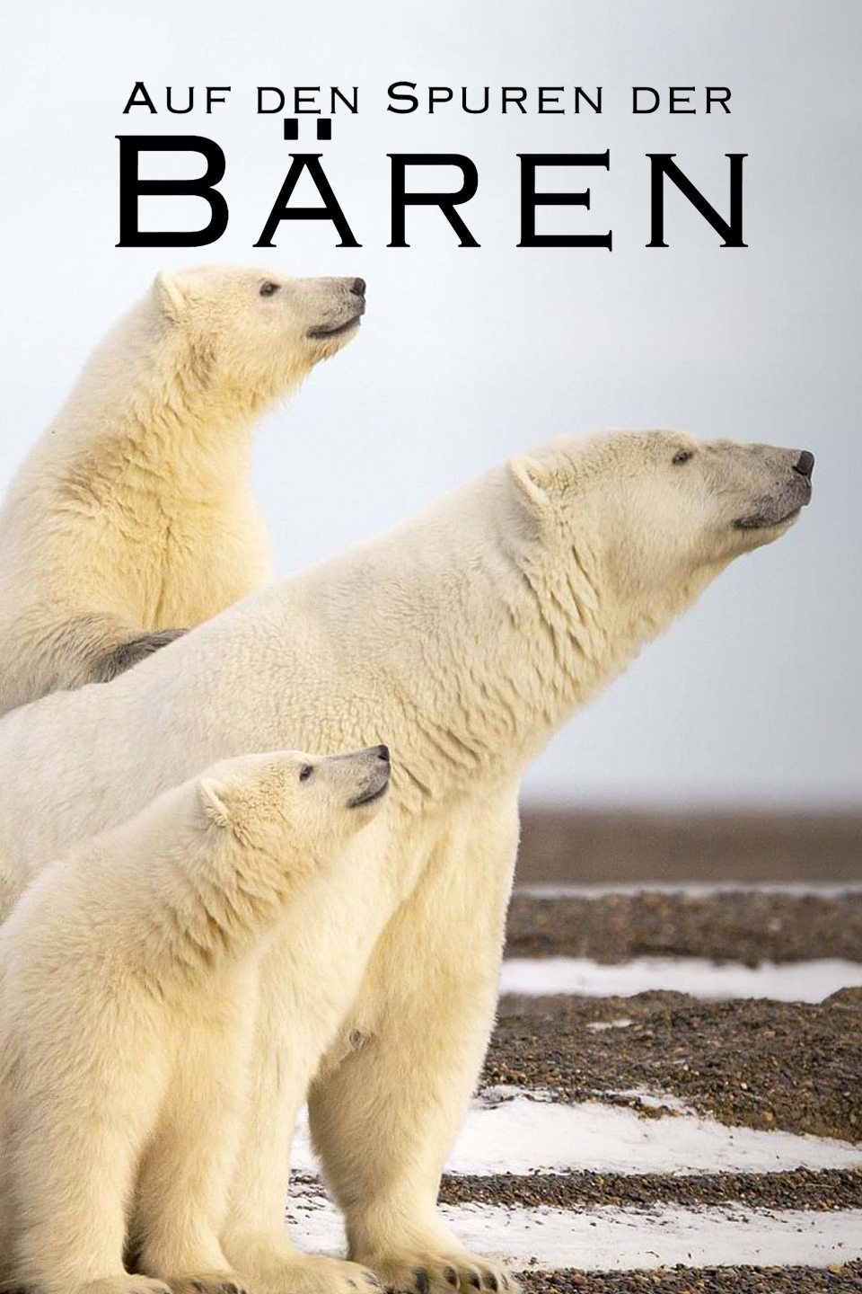 Auf den Spuren der Bären