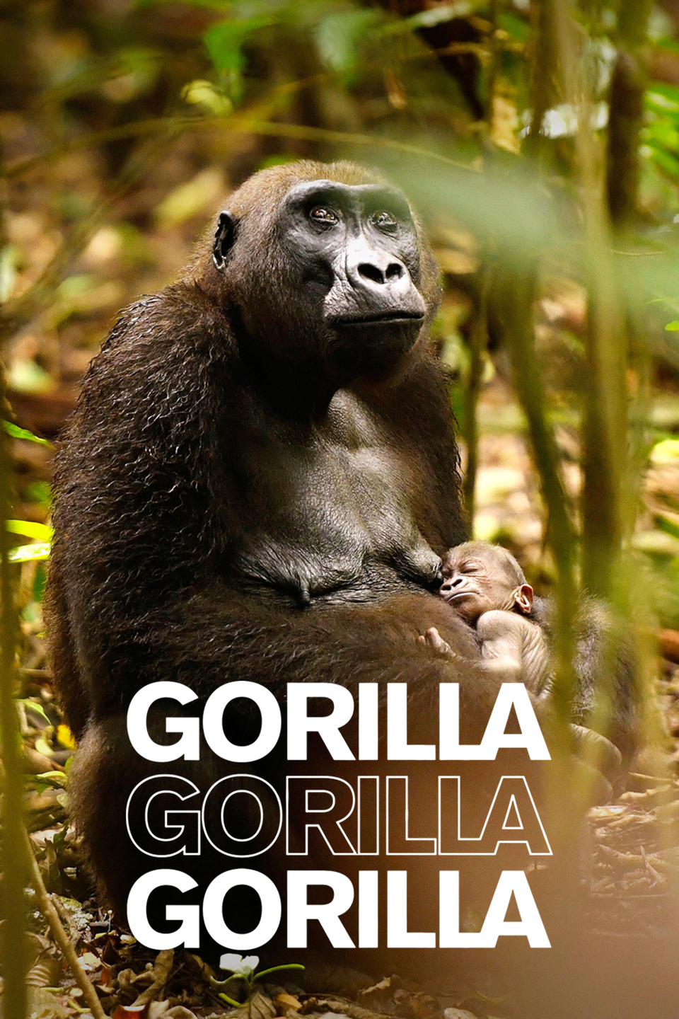 Gorilla gorilla gorilla