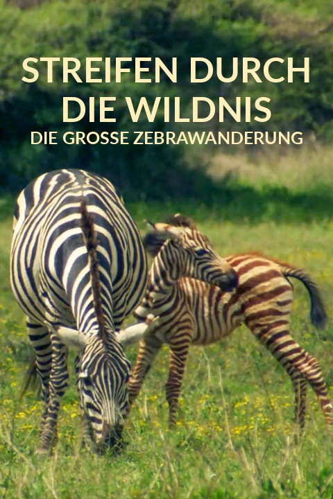 Streifen durch die Wildnis - Die große Zebrawanderung