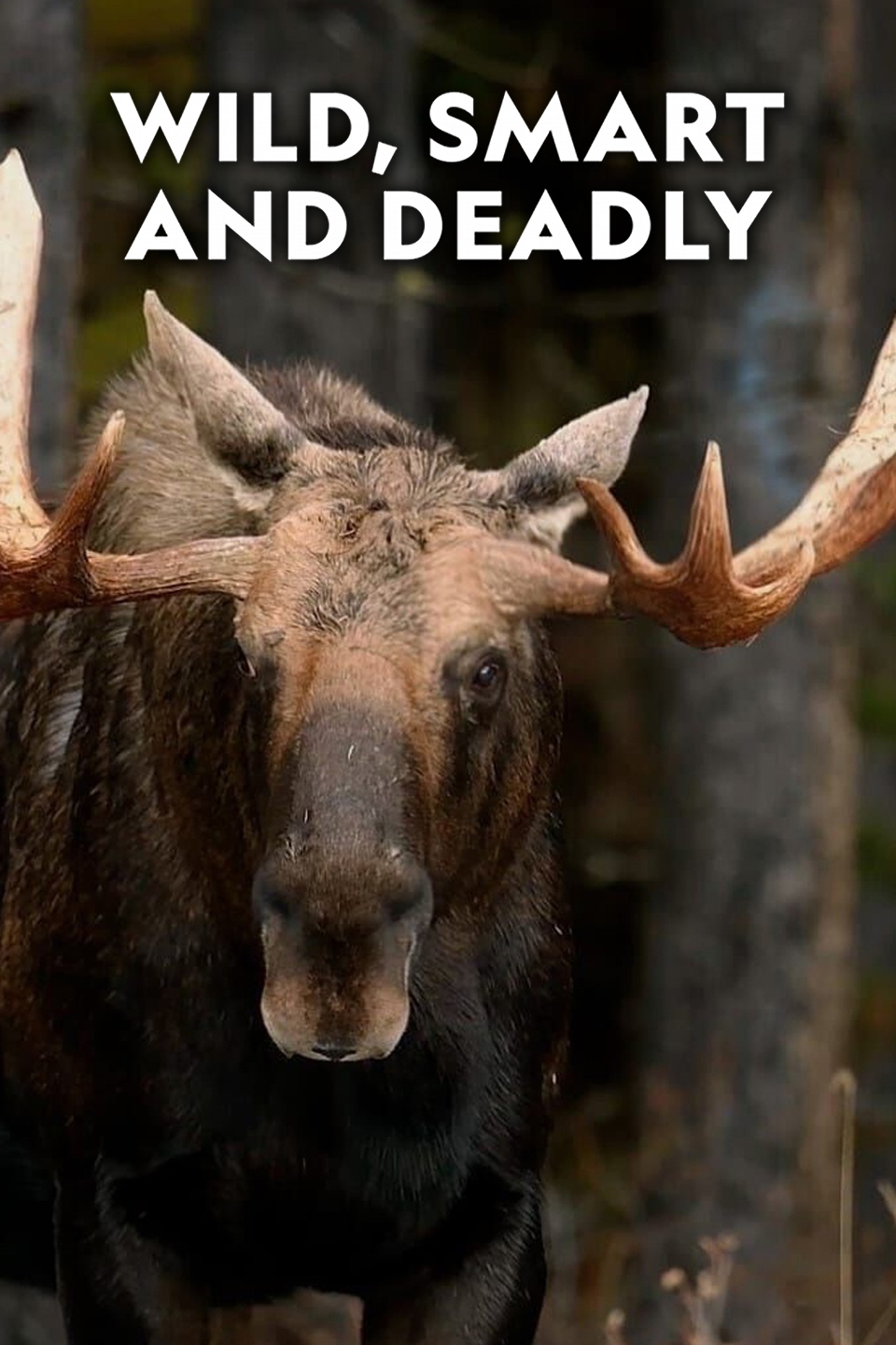 Wild, Smart and Deadly