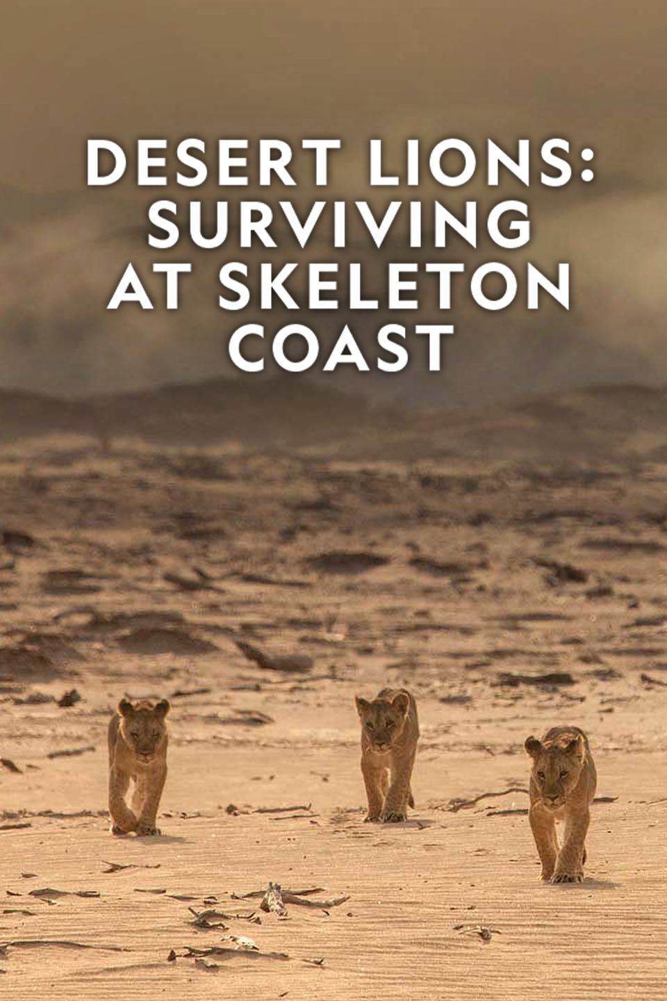 Desert Lions: Surviving at Skeleton Coast