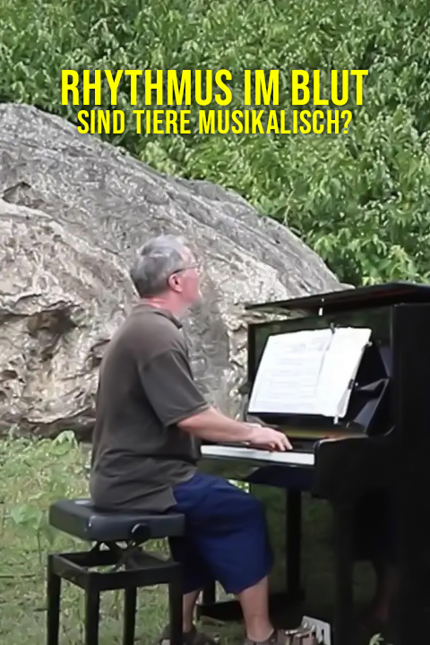 Rhythmus im Blut - Sind Tiere musikalisch?