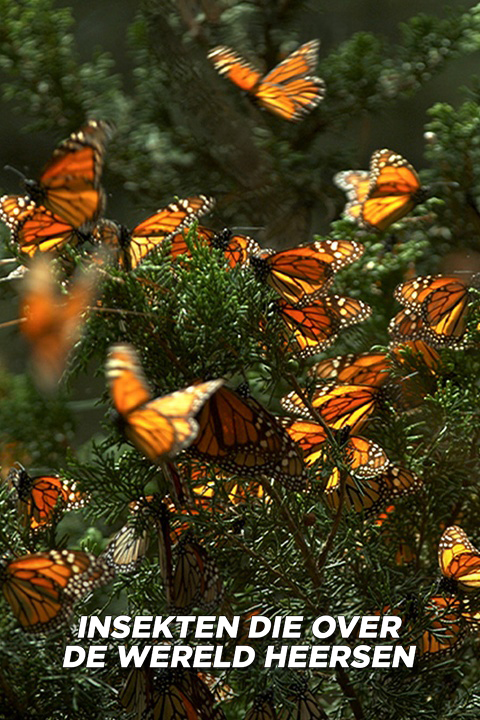 Insekten die over de wereld heersen