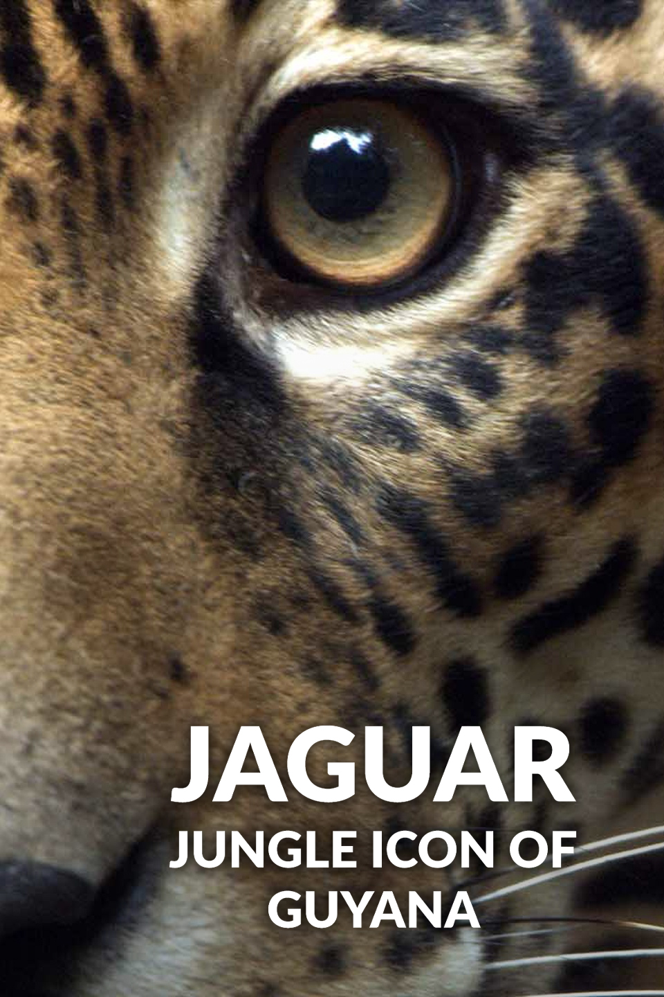 Jaguar: Jungle Icon of Guyana