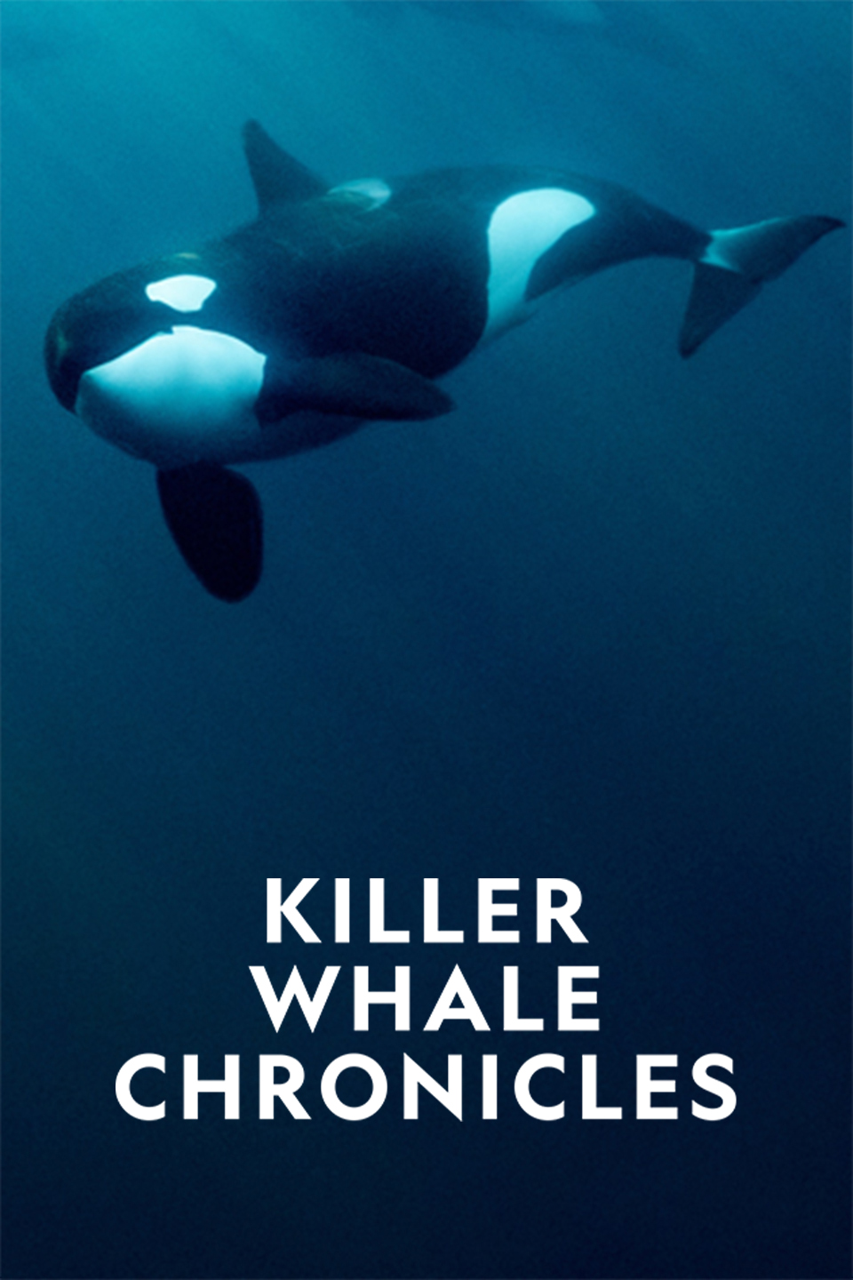 Killer Whale Chronicles