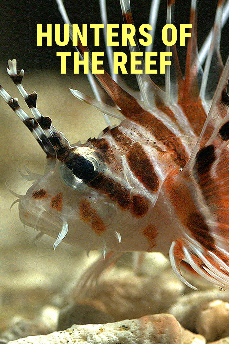 Hunters of the Reef