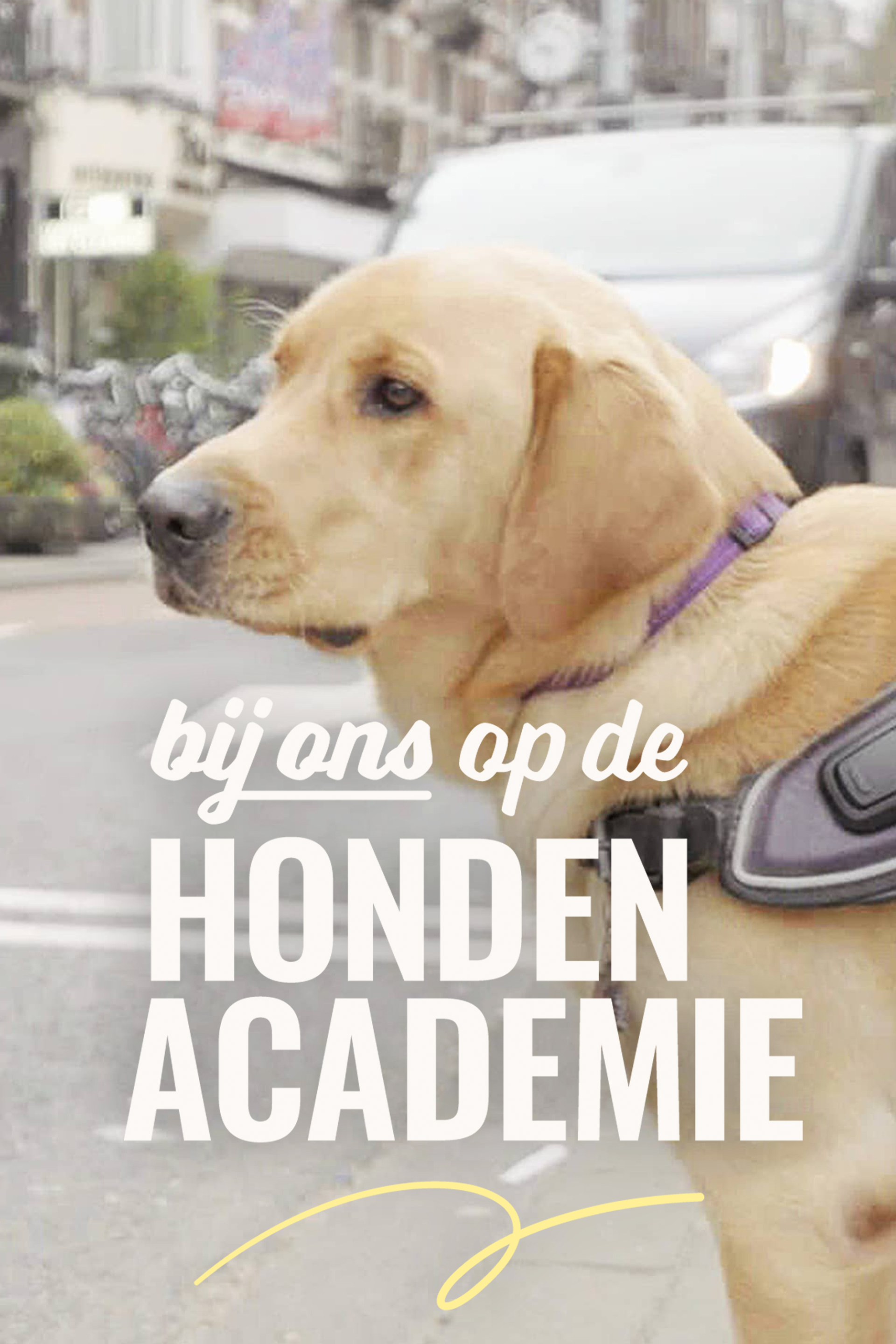 Bij ons op de Hondenacademie