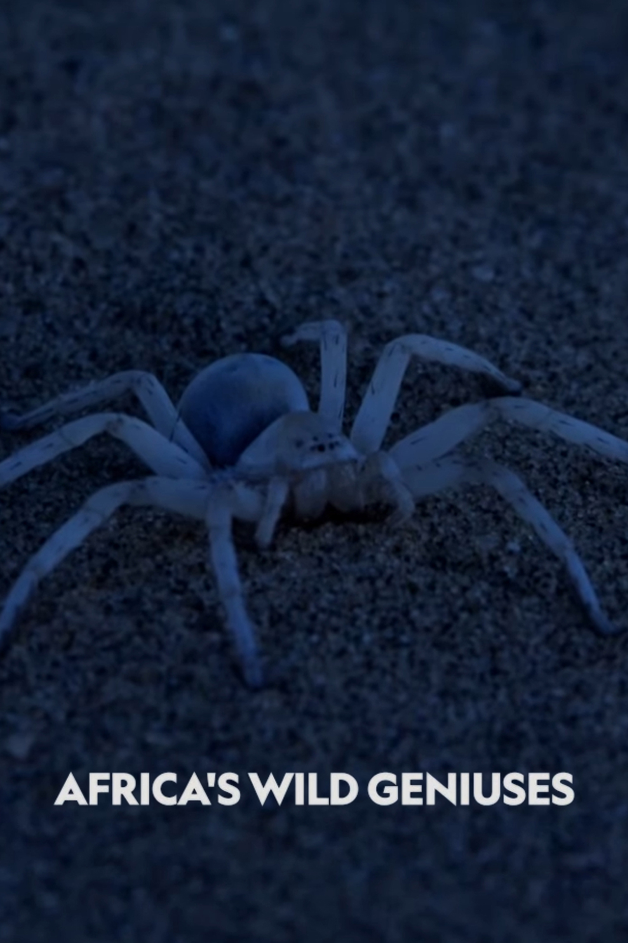 Africa's Wild Geniuses