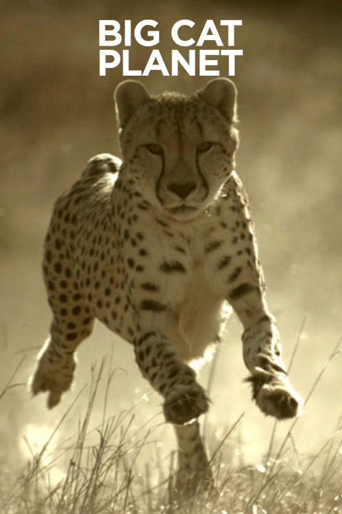 Big Cat Planet