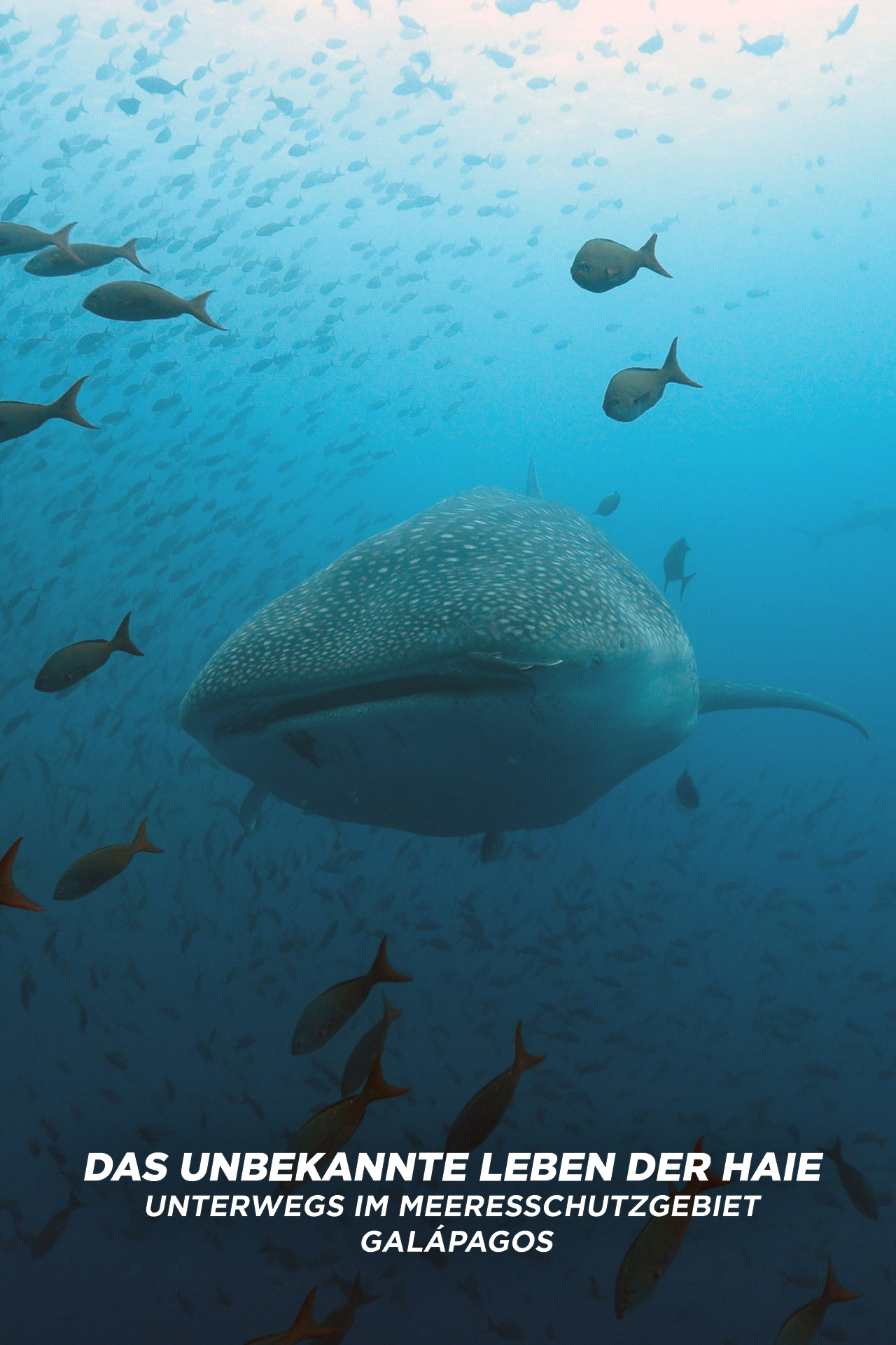 Das unbekannte Leben der Haie - Unterwegs im Meeresschutzgebiet Galápagos