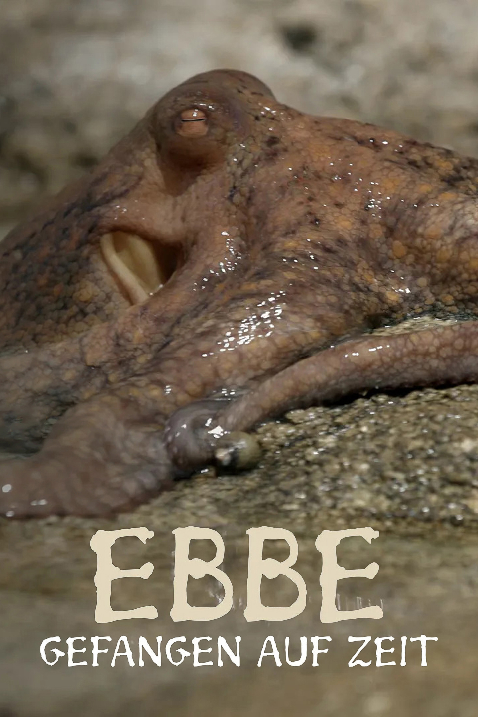 Ebbe: Gefangen auf Zeit