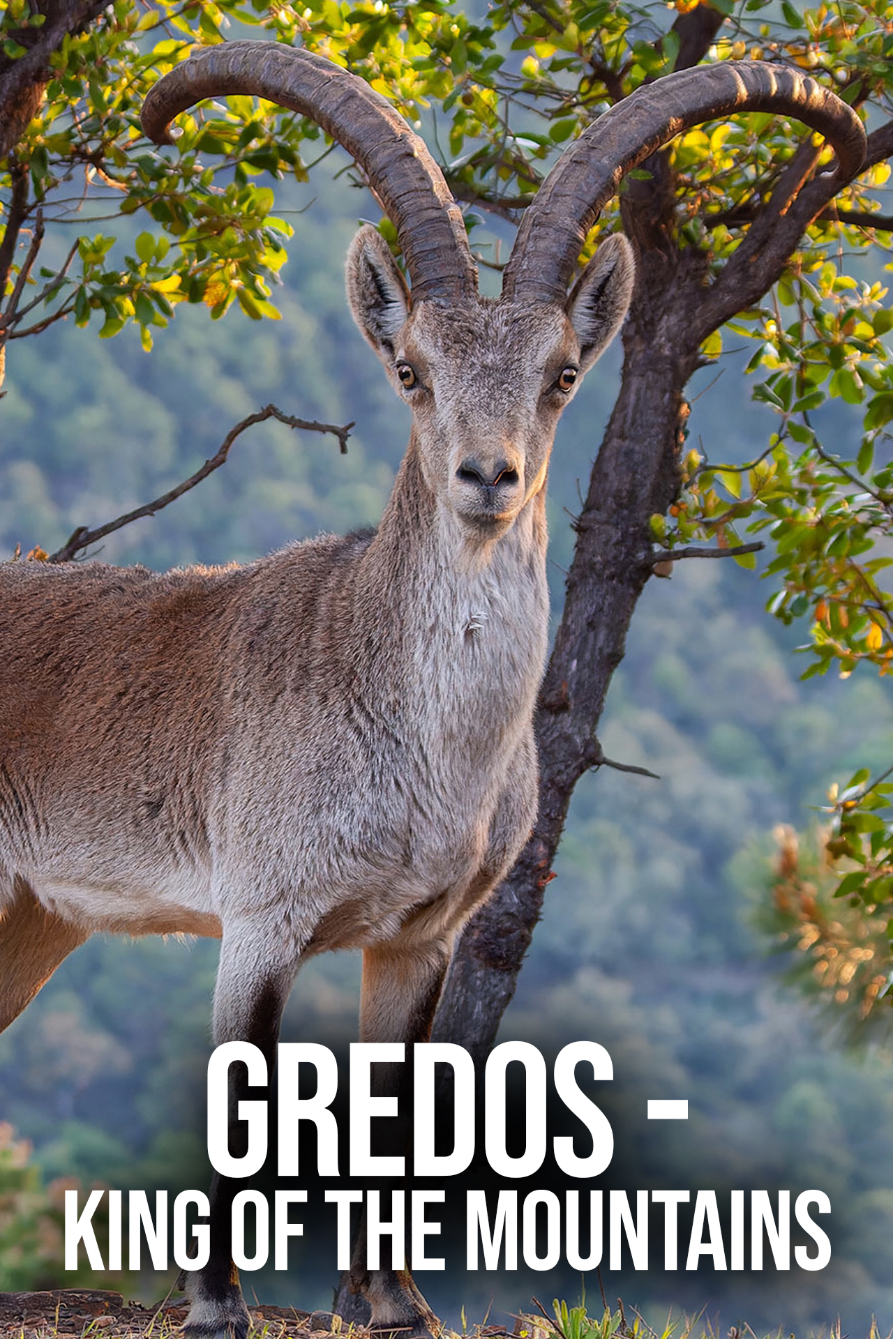Gredos - King of the Mountains