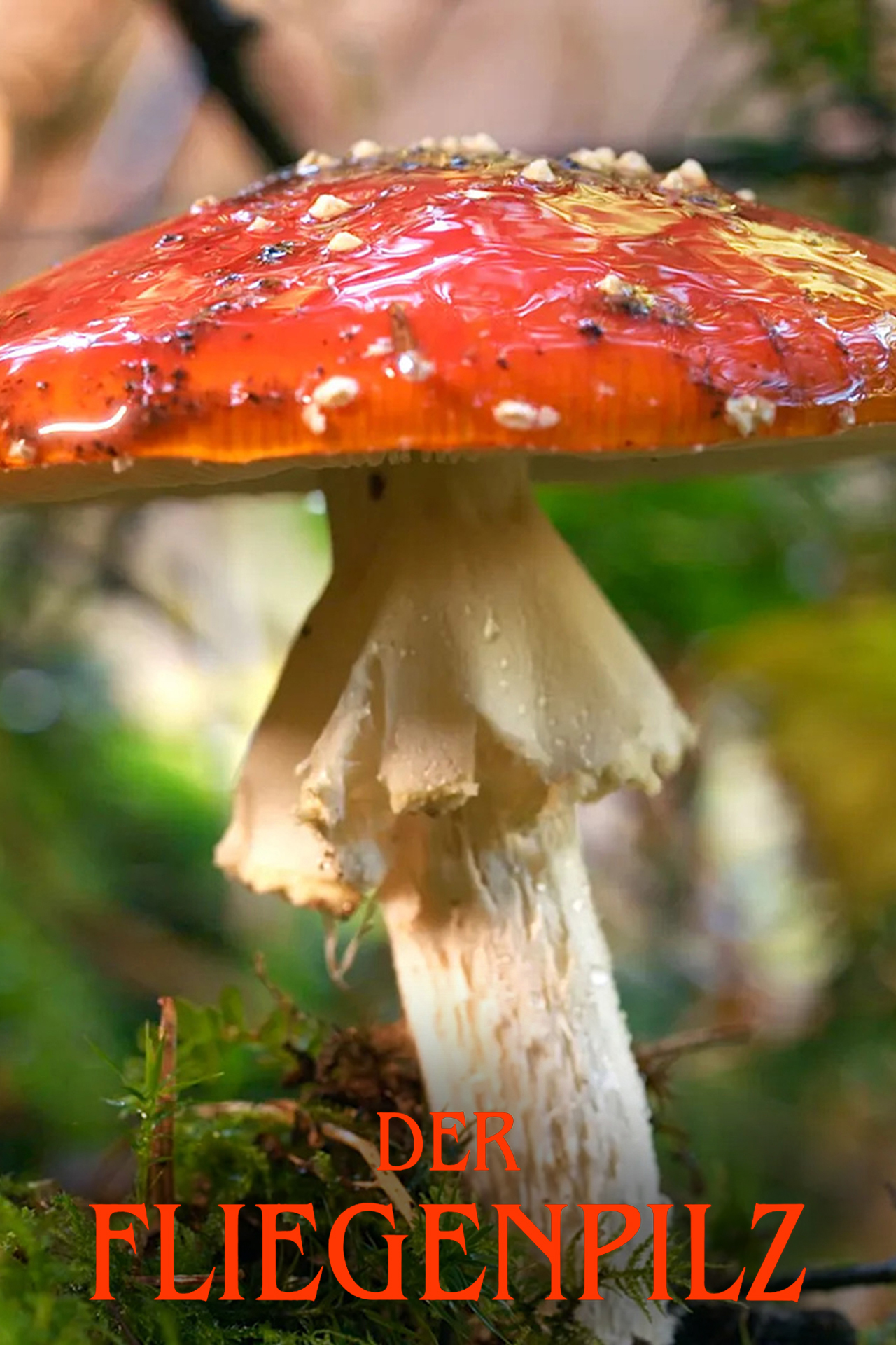 Der Fliegenpilz - Zwischen Mythos und Wissenschaft