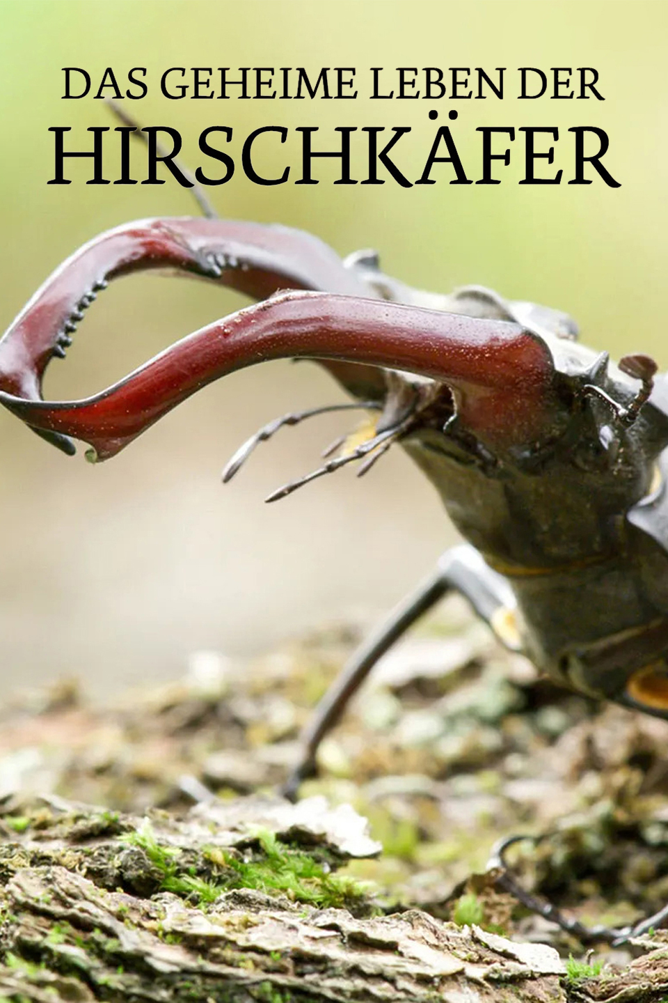 Das geheime Leben der Hirschkäfer