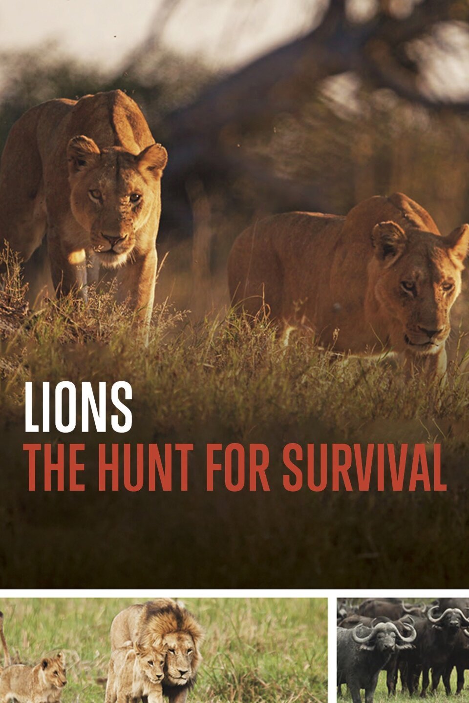 Lions: The Hunt For Survival