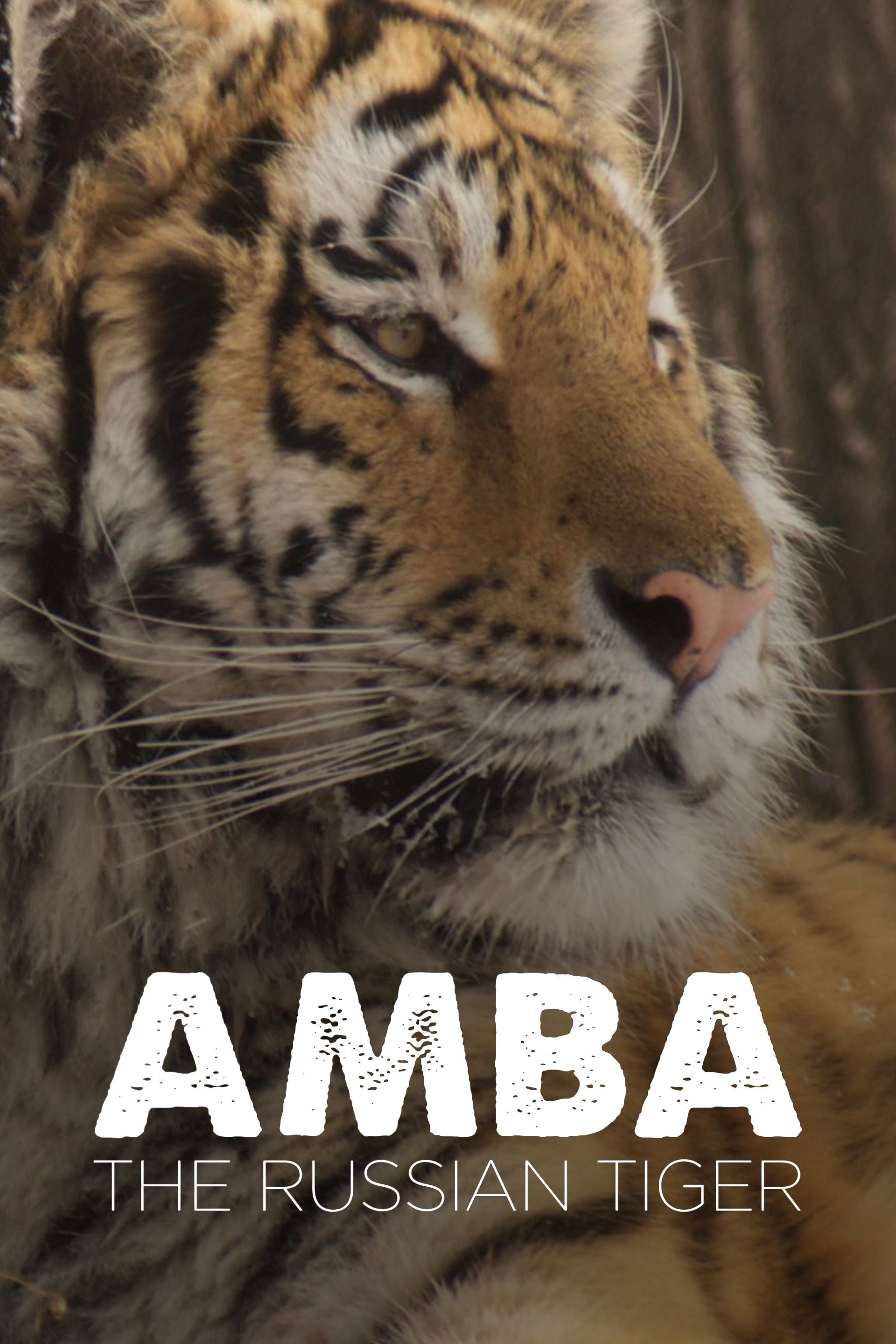 Amba The Russian Tiger