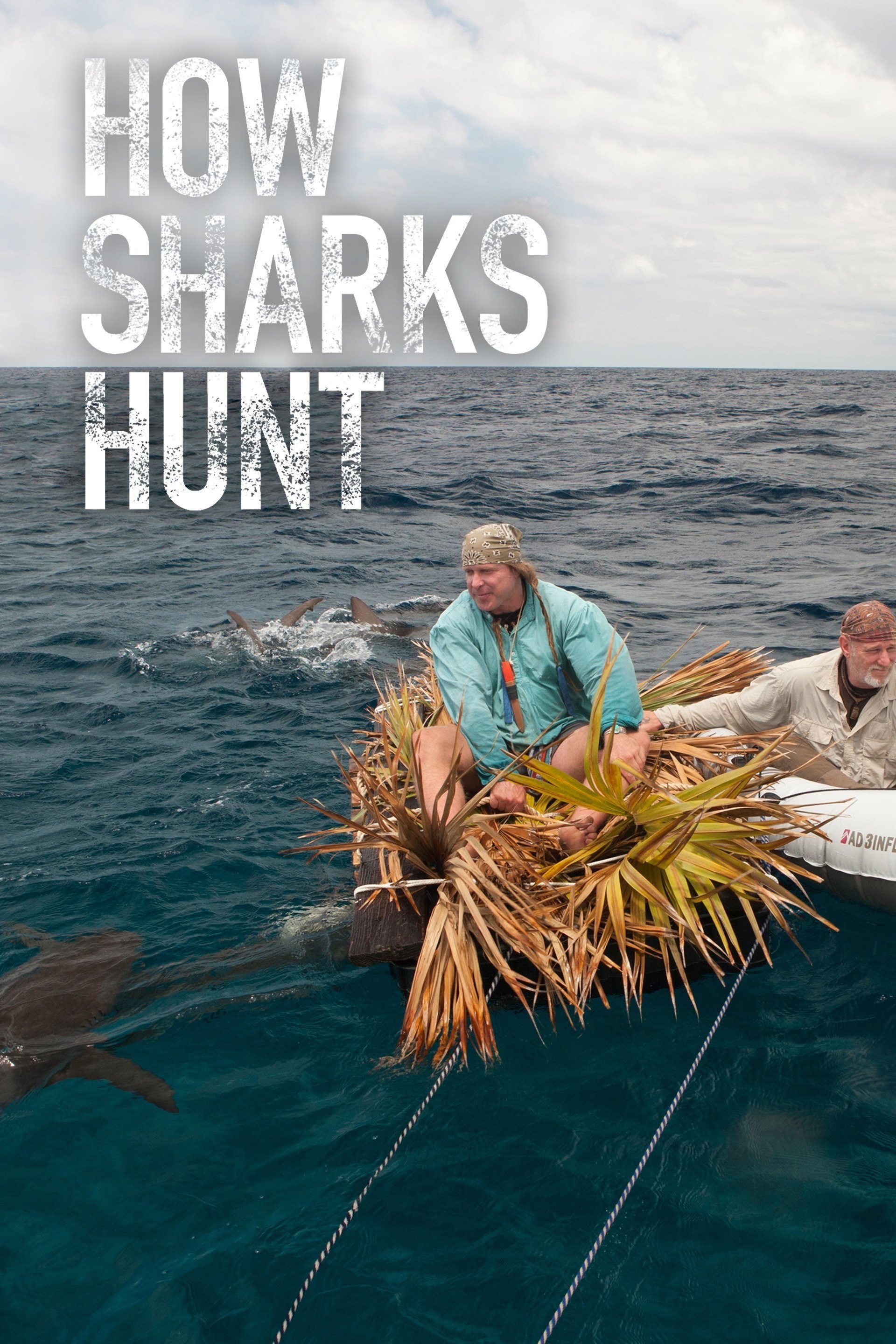 How Sharks Hunt