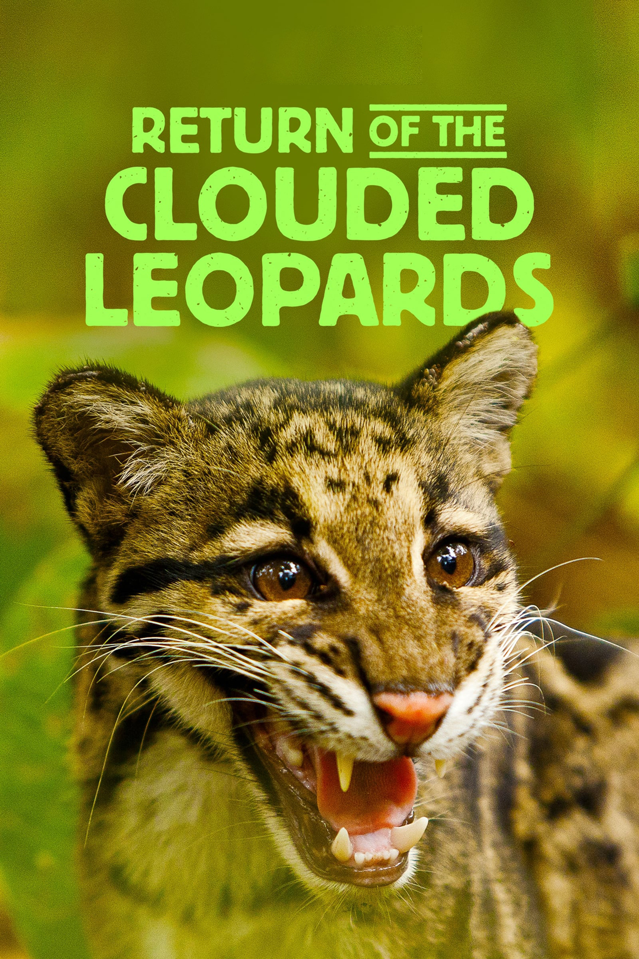 Return of the Clouded Leopards