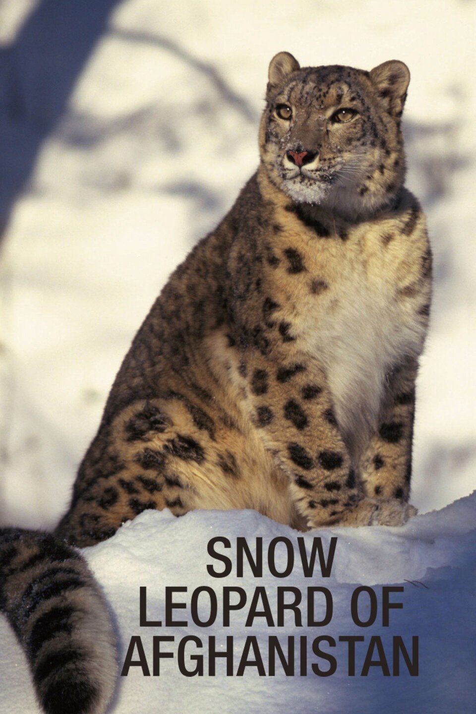 Snow Leopard of Afghanistan